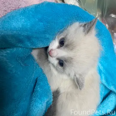 Найден сиамский котёнок, улица Калинина
