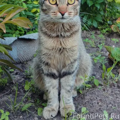 Пропала кошка, место не указано