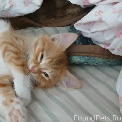 Пропал котёнок Бакс, Приокский