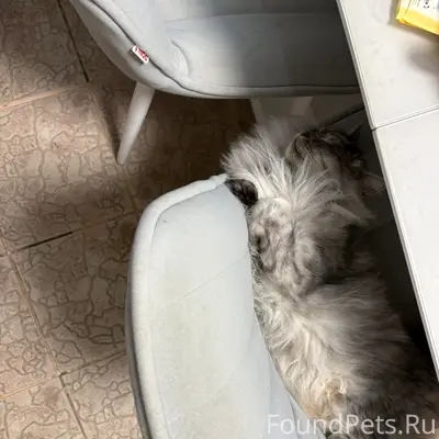 Пропала кошка, дачи