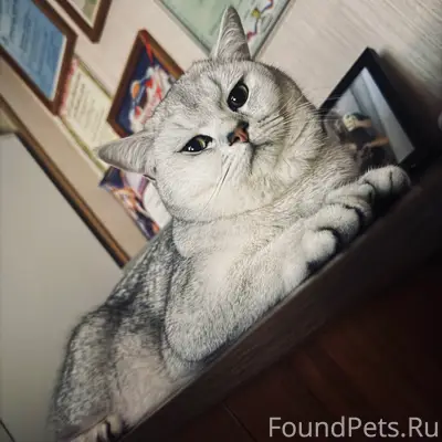 Пропал кот, Черёмушки