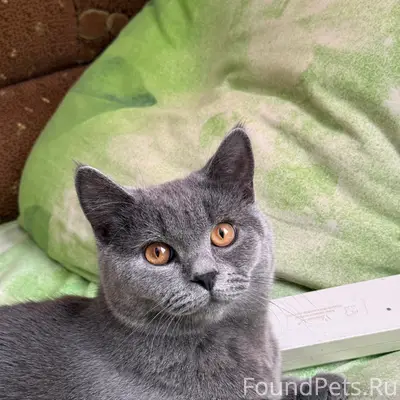 Пропал шотландский кот Кузя