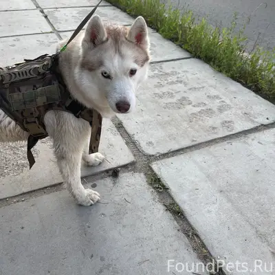 Найден хаски, муравьиные острова
