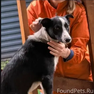 Пропал пёс, ул. Золотой колос