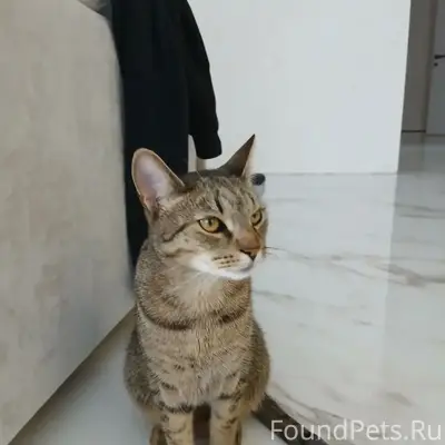 Пропал кот, ул. Луговая