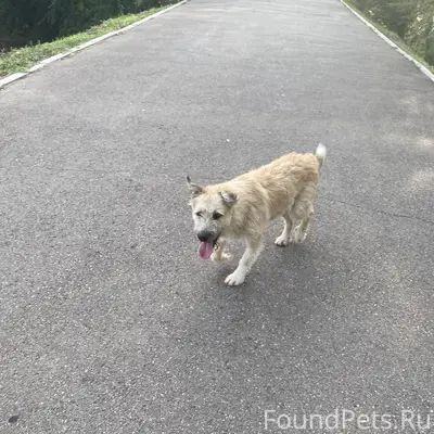 Потеряшка
