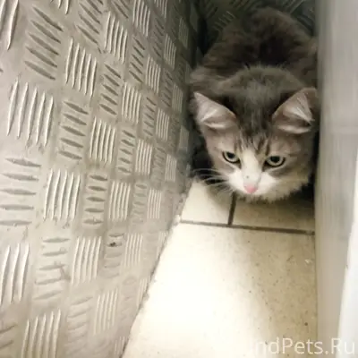 Найден серый кот или кошка, Екатеринбург, Луначарского 31