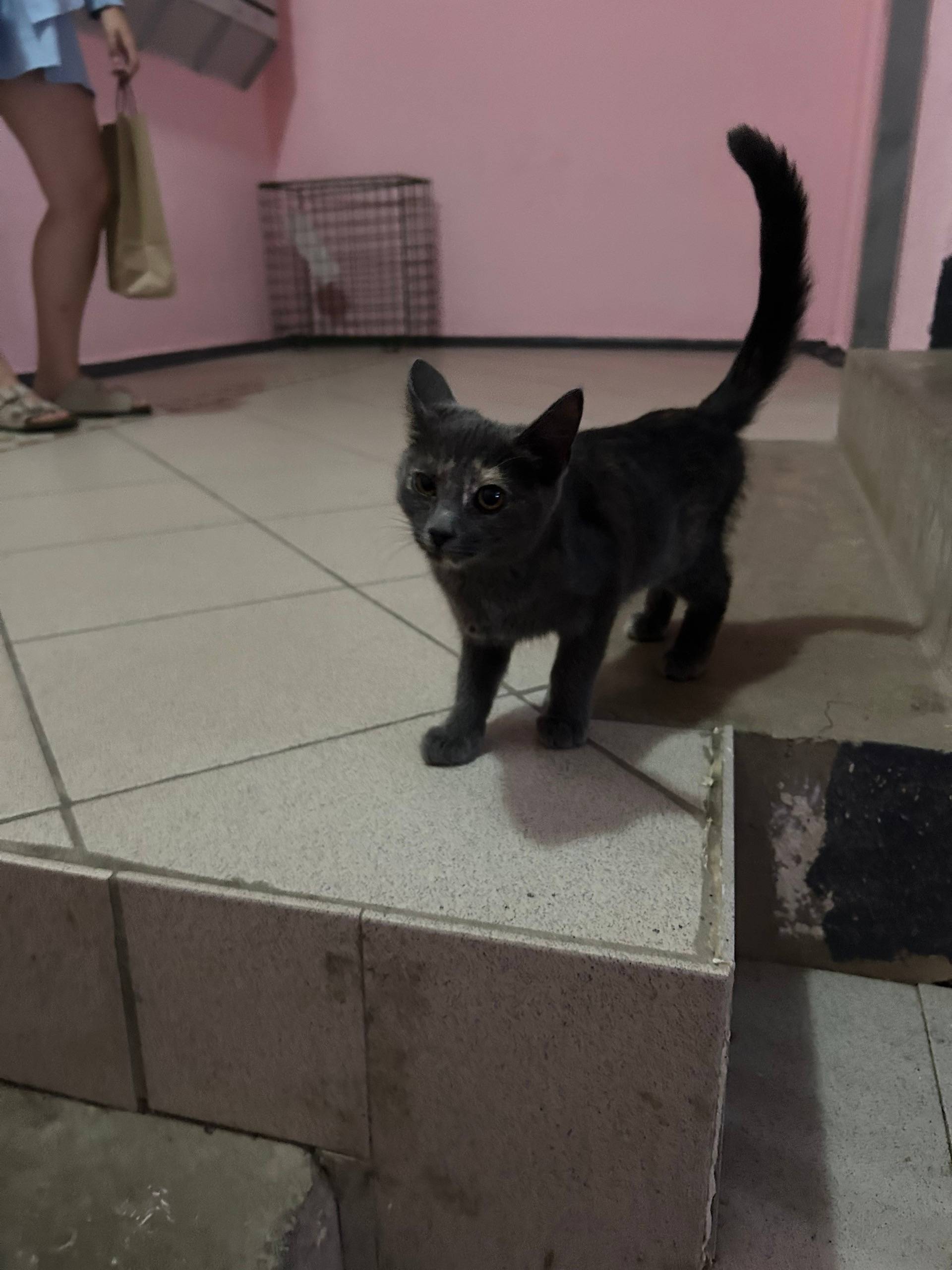 Пропала девочка-котёнок, Владимирская 9в
