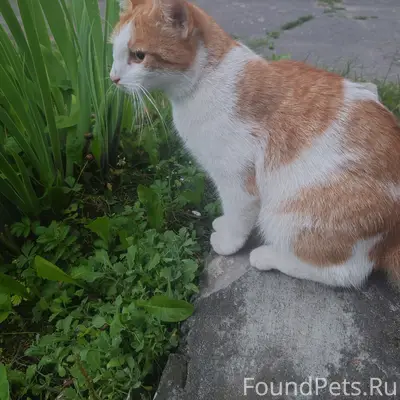 Найдена кошка, район Космонавтов