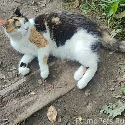 Пропала кошка Ириска, село Веска