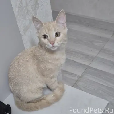 Найден кот, Чурилово
