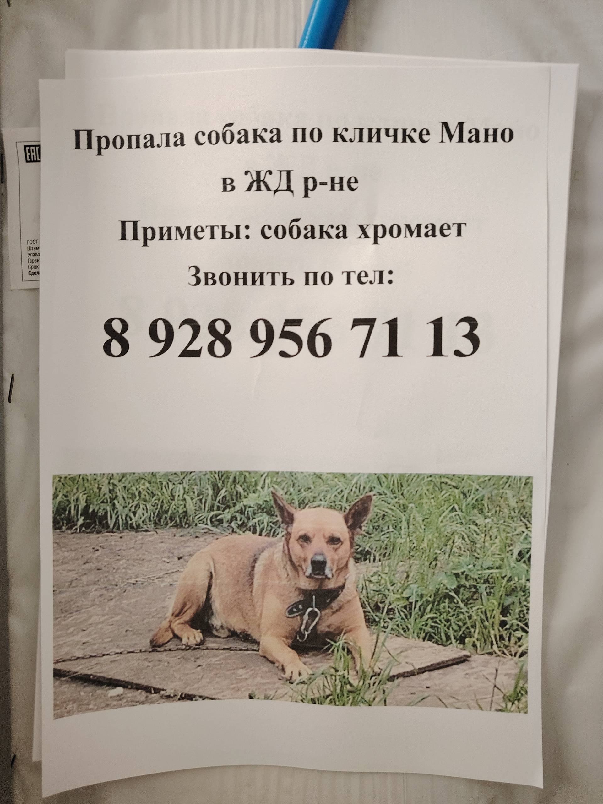 Пропала собака, район Железнодорожный Ростов