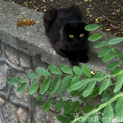 Найдена шотландская кошка, Адмирала Азарова