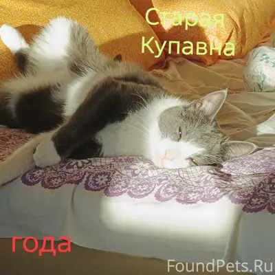 Пропал кот, Старая Купавна