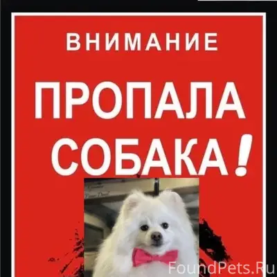 Пропал пёс Тоша, п. Билимбай