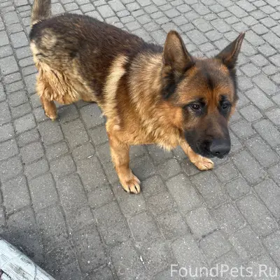 Пропала собака, 