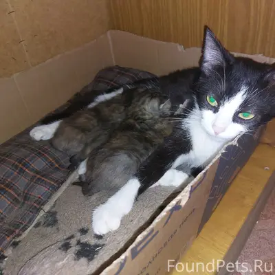 Пропала кошка Симка, улица Труда