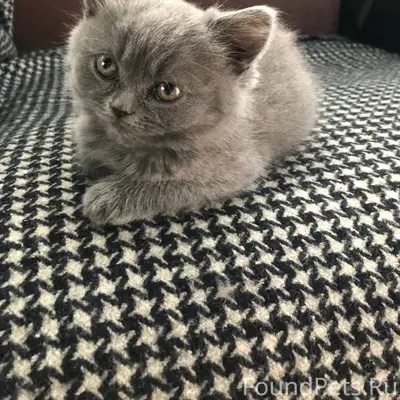Пропал котёнок, 4-я Чередовая улица