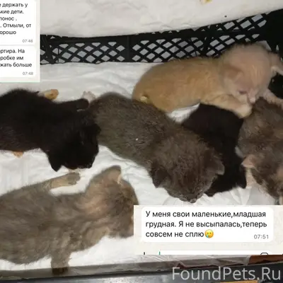 Найдены котята, у дома 53/21Г