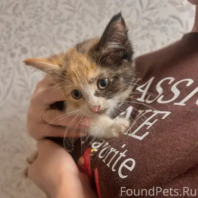 Найден котёнок, Дзержинка