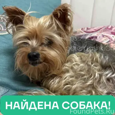 Найден йоркширский терьер, Энгельс, район ТЦ Облака