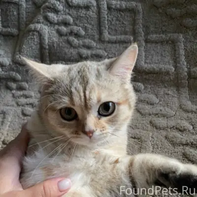 Пропала кошка Буся, Западная