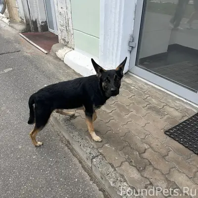 Пропала собака, место пропажи неизвестно