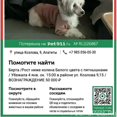 Пропала китайская хохлатая пуховка Берта, улица Козлова