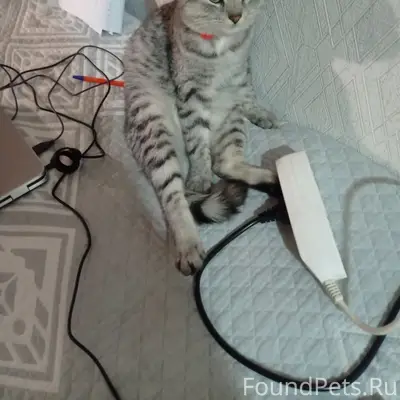 Пропала кошка Мисси