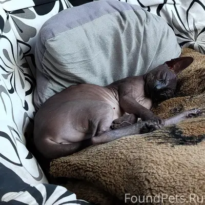 ПРОПАЛА КОШЕЧКА!!!
