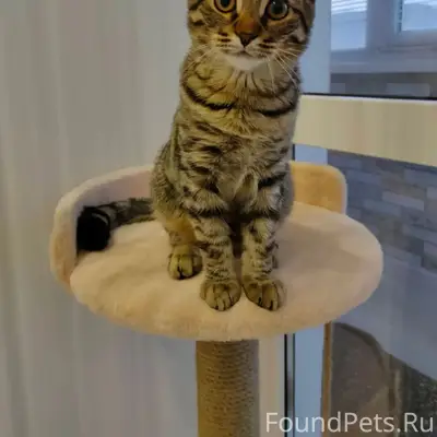 Пропал кот Симба, дом Сокол