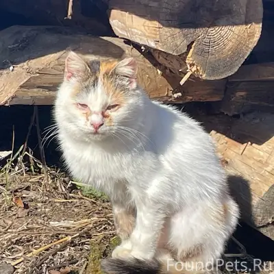 Пропала кошка, улица Новая