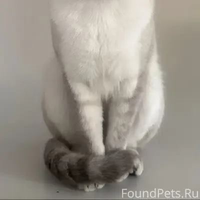 Пропал Тайский кот 
