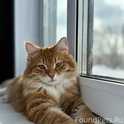 Пропал кот, улица Полковая