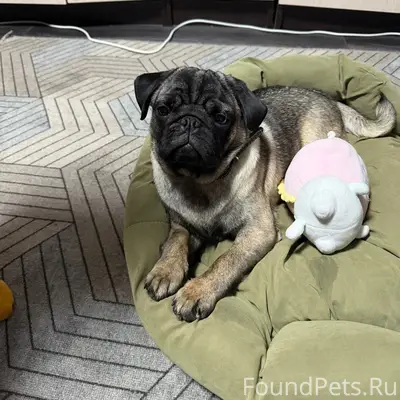 Пропала собака мопс, свяжитесь по номеру 89042220753