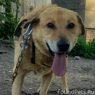 Пропал пёс Клэй, Красноармейский район