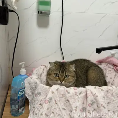 Пропала кошка, улица Пионерская