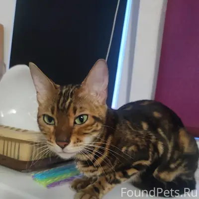Найдена кошка, район металлурга