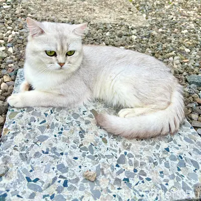 Пропал кот, ЛПХ, улица Южная