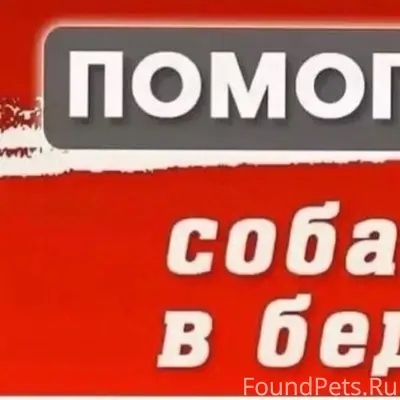 Пропала дворняга, Северный район