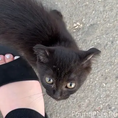 Найден чёрный котёнок, Южноуральск