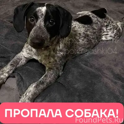 Пропал пёс Дизель, Саратов, посёлок Дубки