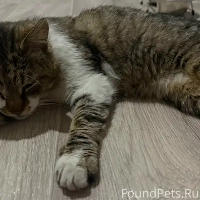 Пропал кот, район Михайловской улицы