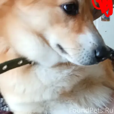 Пропала собака, 