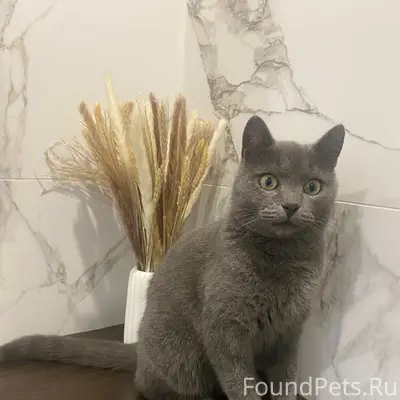 Пропал кот, Транспортный