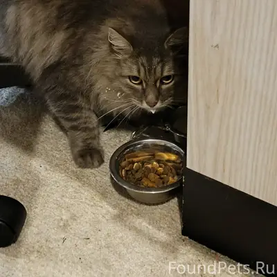 Пропал кот Тишка, район Тибора