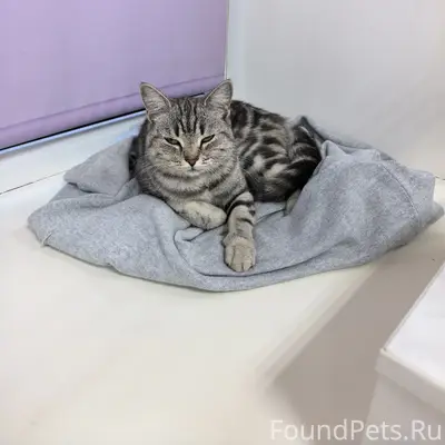 Найдена кошка, поселок Строителей