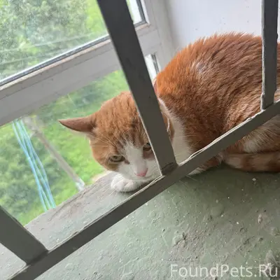 Найдена кошка, улица Комарова