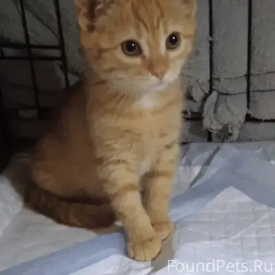 Пропал котёнок, ул. Филатова