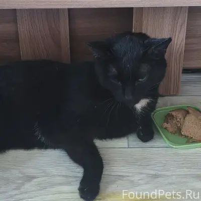 Найден кот
